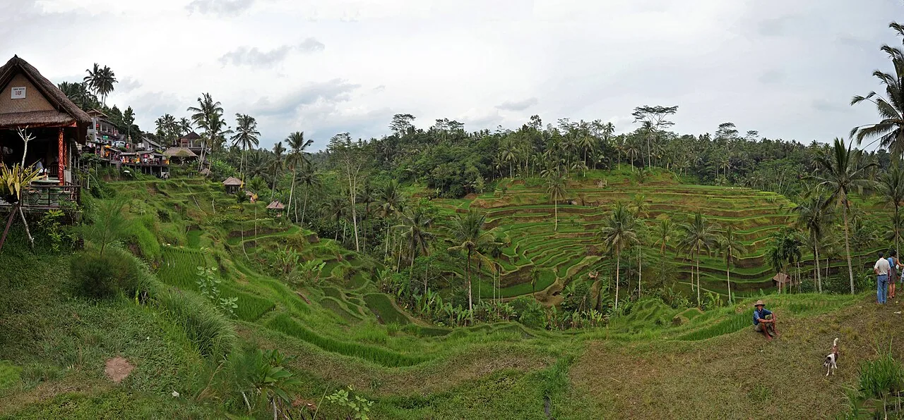 Bali Tropical Landscapes and Rice Terraces