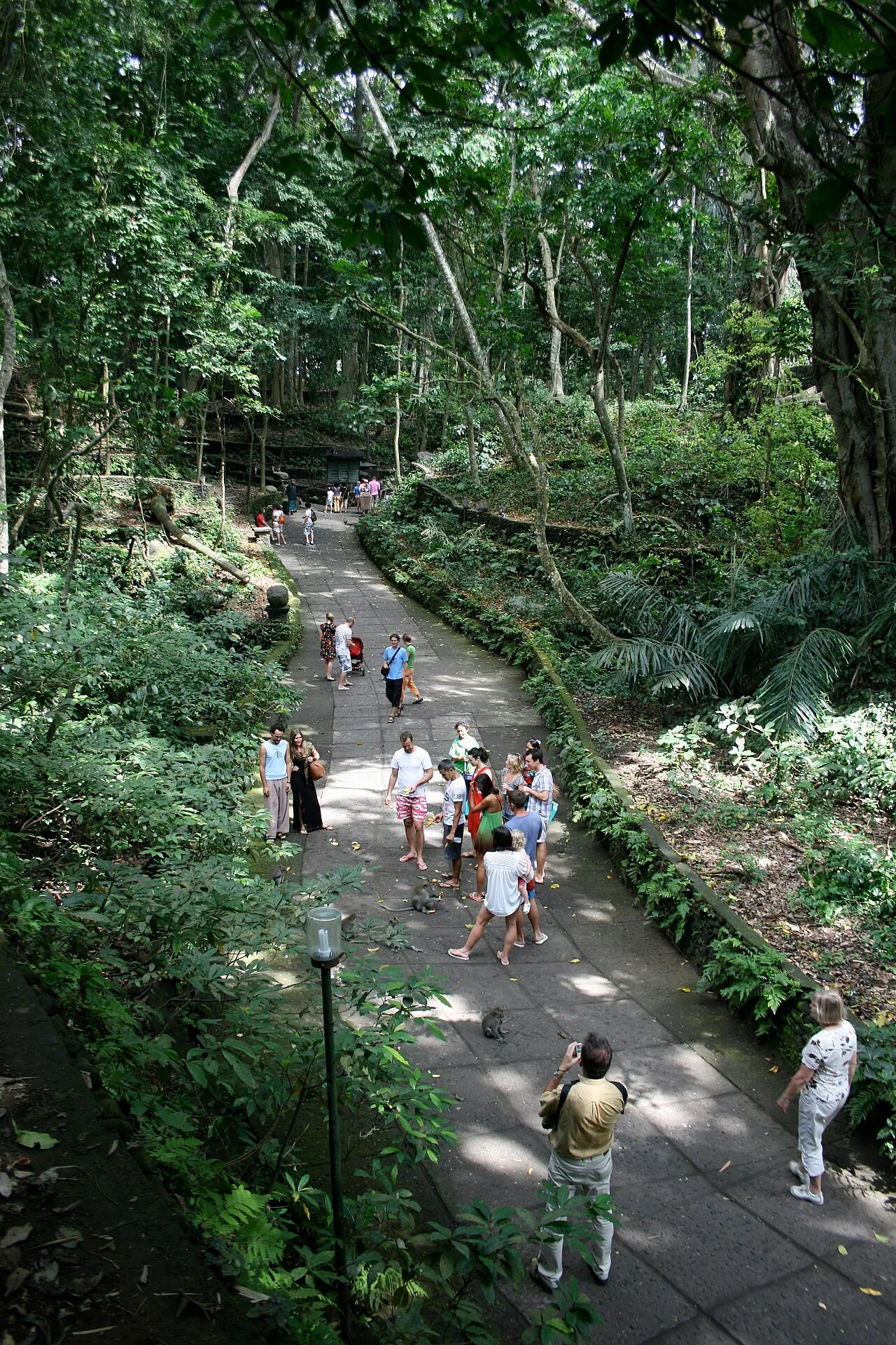 Sacred Monkey Forest Sanctuary